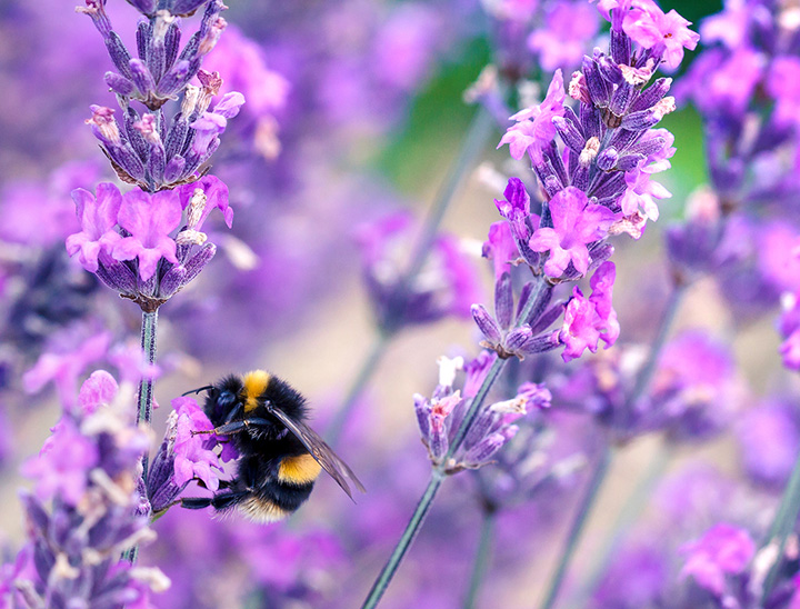 Image of bumble bee and wild flowers