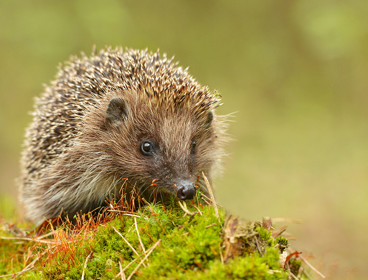 Image of a hedgehog